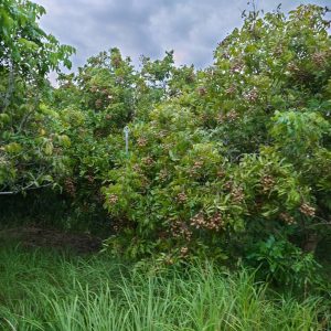 photo_6248996662437590773_y