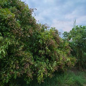 photo_6248996662437590775_y