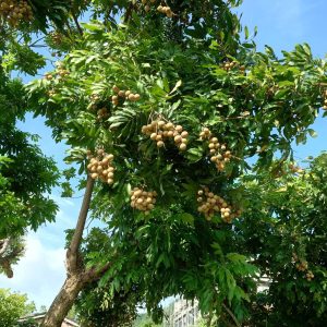 photo_6248996662437590778_y