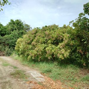 photo_6248996662437590780_y